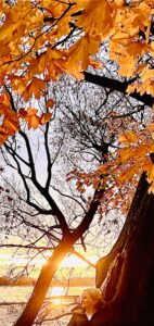 IMG_6624 Wende Dein Gesicht der Sonne zu, dann fallen die Schatten zusammen.....